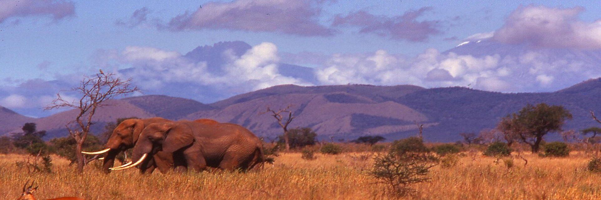 Safaris Kenya et Tanzanie