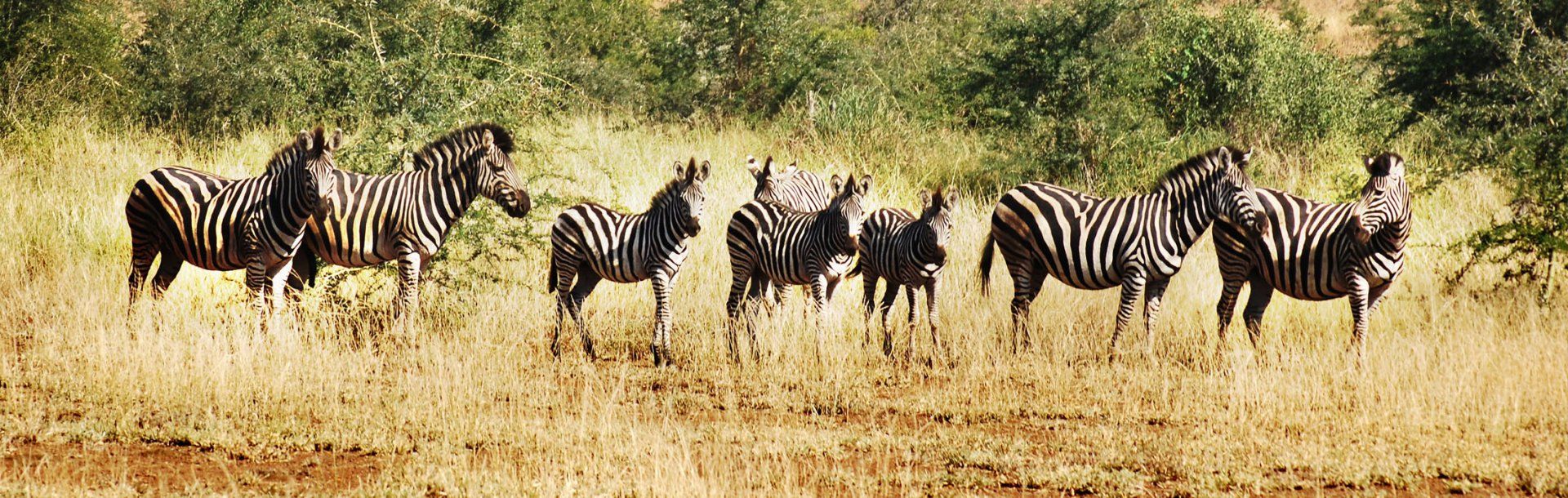 Le meilleur de l'Afrique du Sud