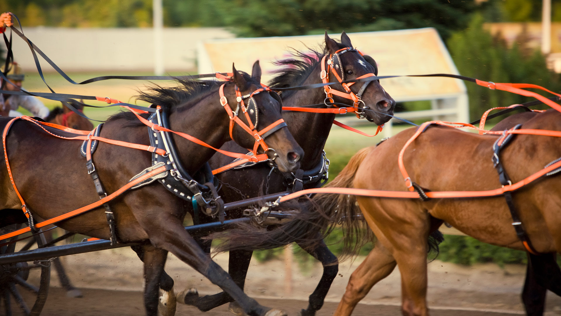Escapade dans l’Ouest canadien incluant le Stampede